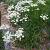 Aster ptarmicoides