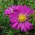 Aster (D) 'Alice Haslam'