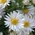 Aster (D) 'Apollo'