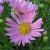 Aster 'Pink Star'