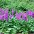 Astilbe (A) 'Amethyst'