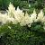 Astilbe (J) 'Deutschland'