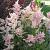 Astilbe (J) 'Peach Blossom'