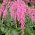 Astilbe (T) 'Straussenfeder'