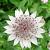 Astrantia major