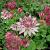 Astrantia maj. 'Roma'