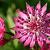 Astrantia maj. 'Ruby Wedding'