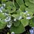 Brunnera macrophylla