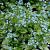 Brunnera macr. 'Jack Frost'