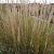 Calamagrostis acut. 'Karl Foerster'