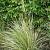 Calamagrostis acut. 'Overdam'