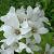 Campanula lact. 'Alba'