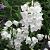 Campanula pers. 'Grandiflora Alba'