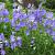 Campanula pers. 'Grand. Coerulea'