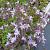 Campanula posch. 'Lisduggan Var.'