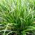 Carex morrowii 'Irish Green'