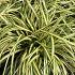 Carex oshim. 'Evergold'