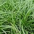 Carex osh. 'J. S. Greenwell'