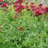 Centranthus ruber 'Coccineus'