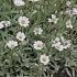 Cerastium tomentosum