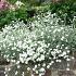 Cerastium tomentosum