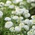 Chamaemelum nobile 'Ligulosum'