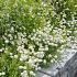 Chamaemelum nobile 'Ligulosum'