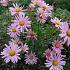 Chrysanthemum (R) 'Clara Curtis'