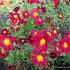 Chrysanthemum (R) 'D. of Edinburgh'