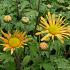 Chrysanthemum (R) 'Mary Stoker'