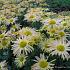 Chrysanthemum (R) 'Mary Stoker'