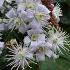 Clematis 'Mrs Robert Brydon'