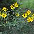 Coreopsis tripteris