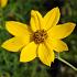 Coreopsis vert. 'Grandiflora'