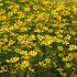 Coreopsis vert. 'Grandiflora'