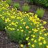 Coreopsis vert. 'Zagreb'