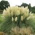 Cortaderia s. 'Pumila'