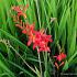 Crocosmia 'Lucifer'