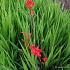 Crocosmia 'Lucifer'