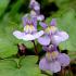 Cymbalaria muralis