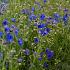 Delphinium gr. 'Blauer Zwerg'