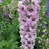 Delphinium (P) 'Astolat'