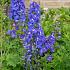 Delphinium (P) 'Blue Bird'