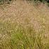 Deschampsia cesp. 'Bronzeschleier'