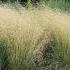 Deschampsia cesp. 'Goldschleier'