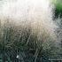 Deschampsia cesp. 'Goldtau'