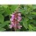 Desmodium canadense