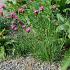 Dianthus carthusianorum