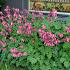 Dicentra formosa 'Luxuriant'