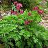 Dicentra formosa 'Luxuriant'